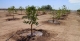 طرح کاشت یک میلیارد درخت در گیلان آغاز شد
